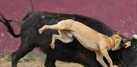 pit-bull-attack-bull